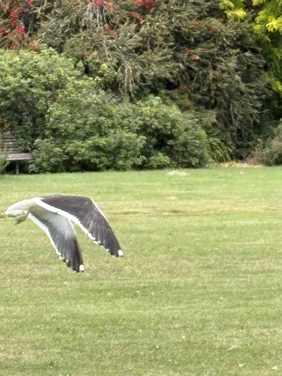 Kelp Gull - ML645928558