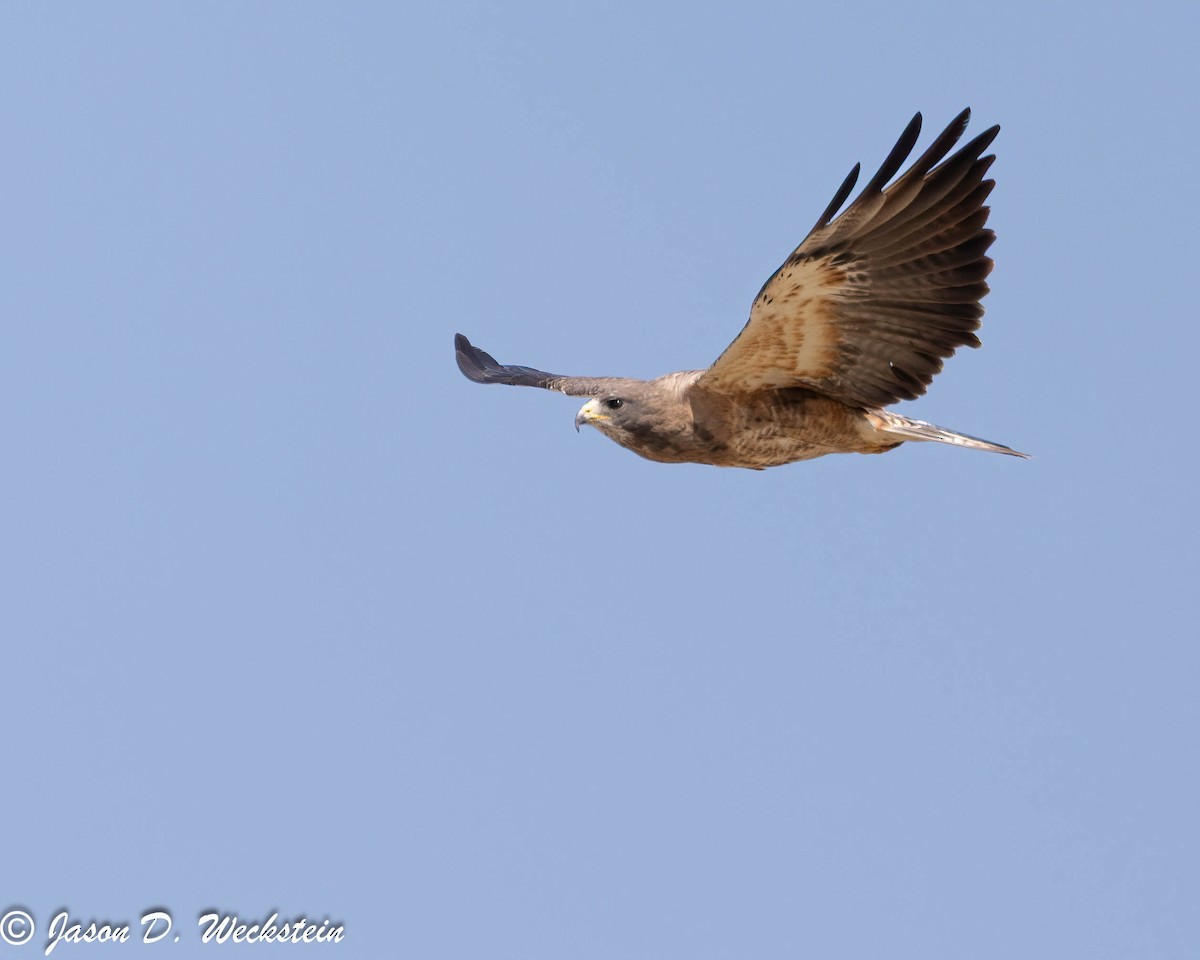 Свенсонов канюк - ML645928567