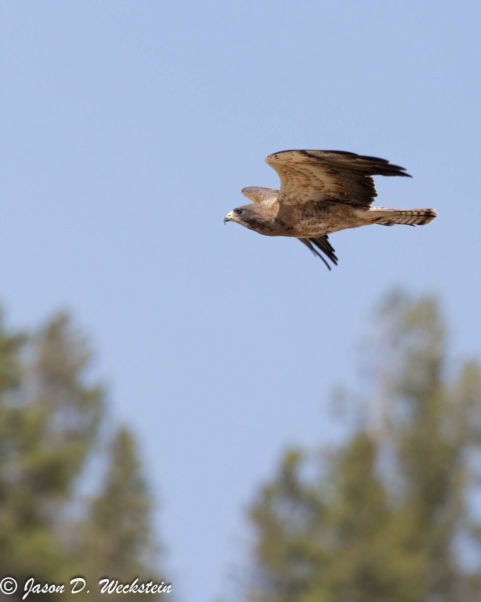 Свенсонов канюк - ML645928568