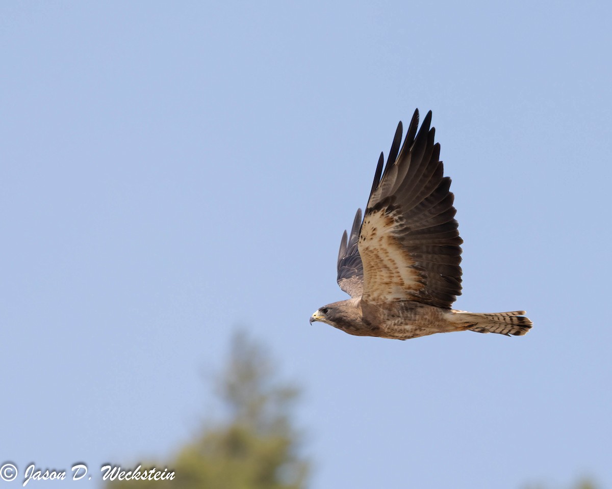 Свенсонов канюк - ML645928569