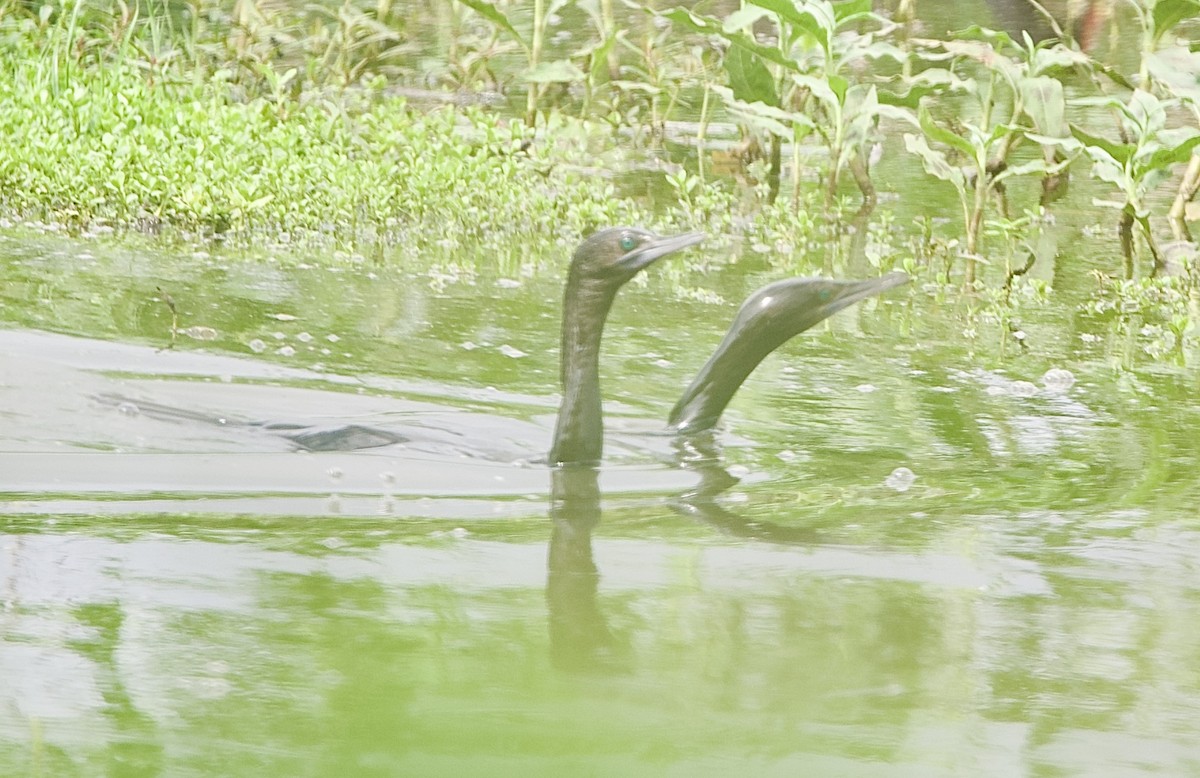Little Black Cormorant - ML645928570