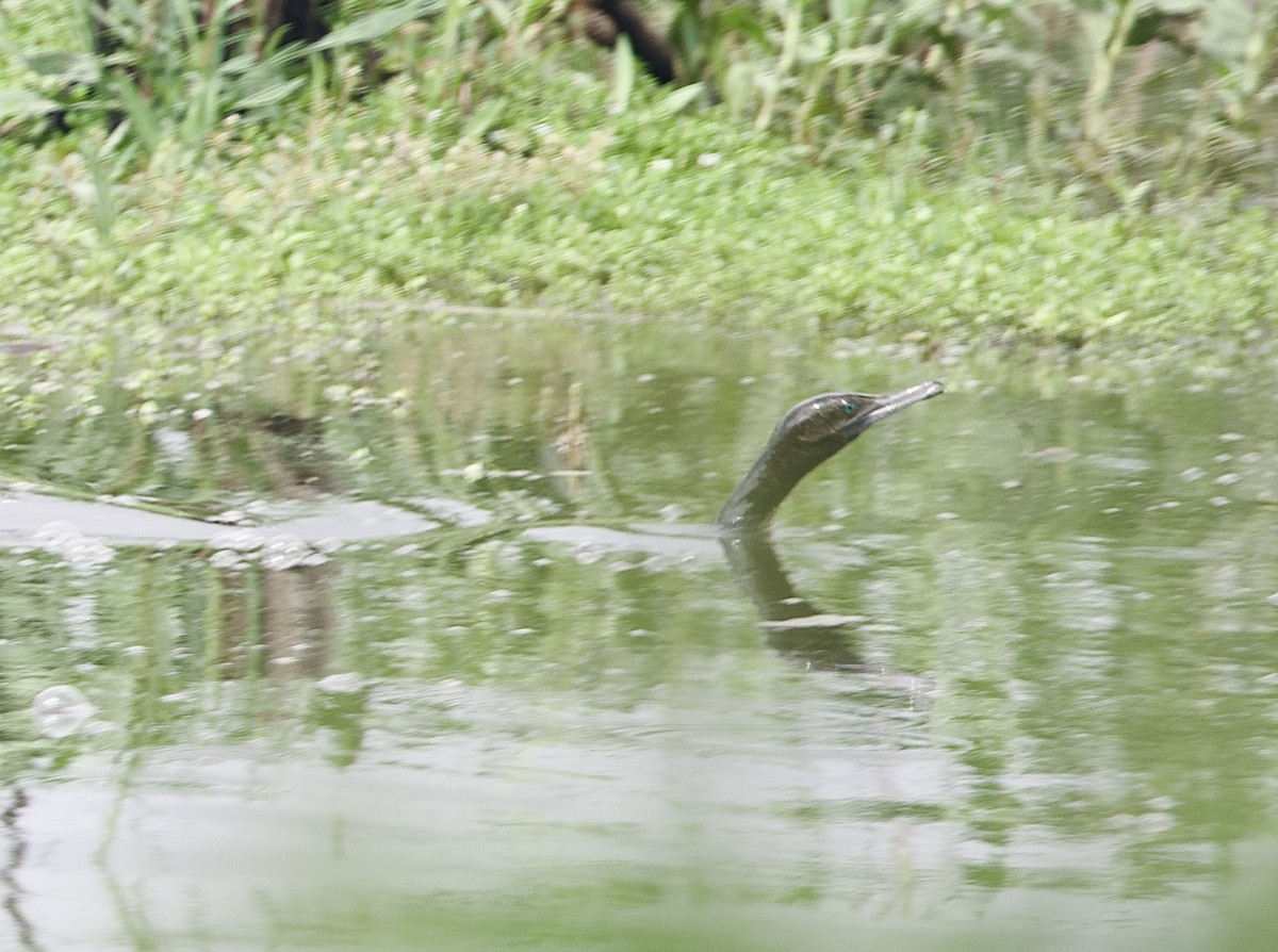 Little Black Cormorant - ML645928571
