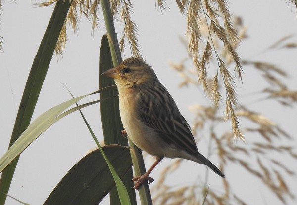 Baya Weaver - ML645928572