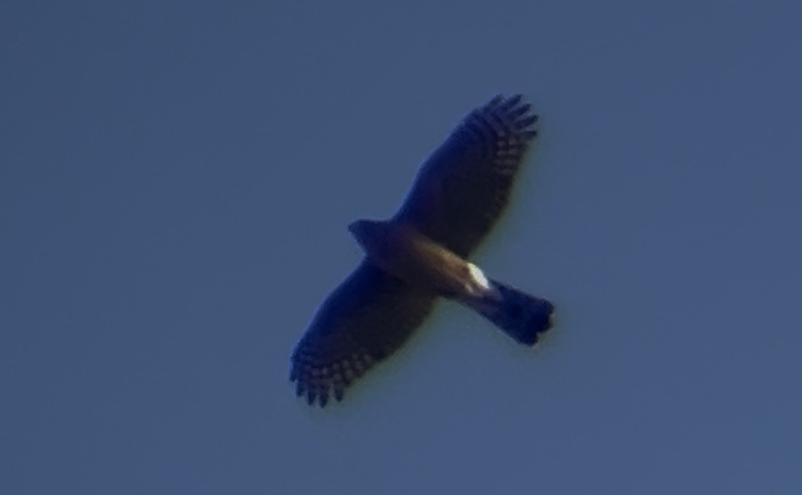 Cooper's Hawk - ML645928575