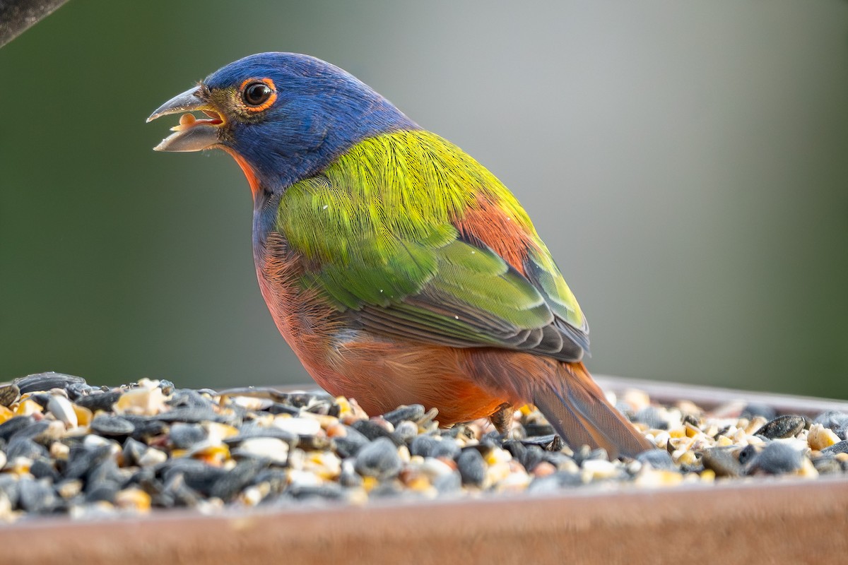 Painted Bunting - ML645928588