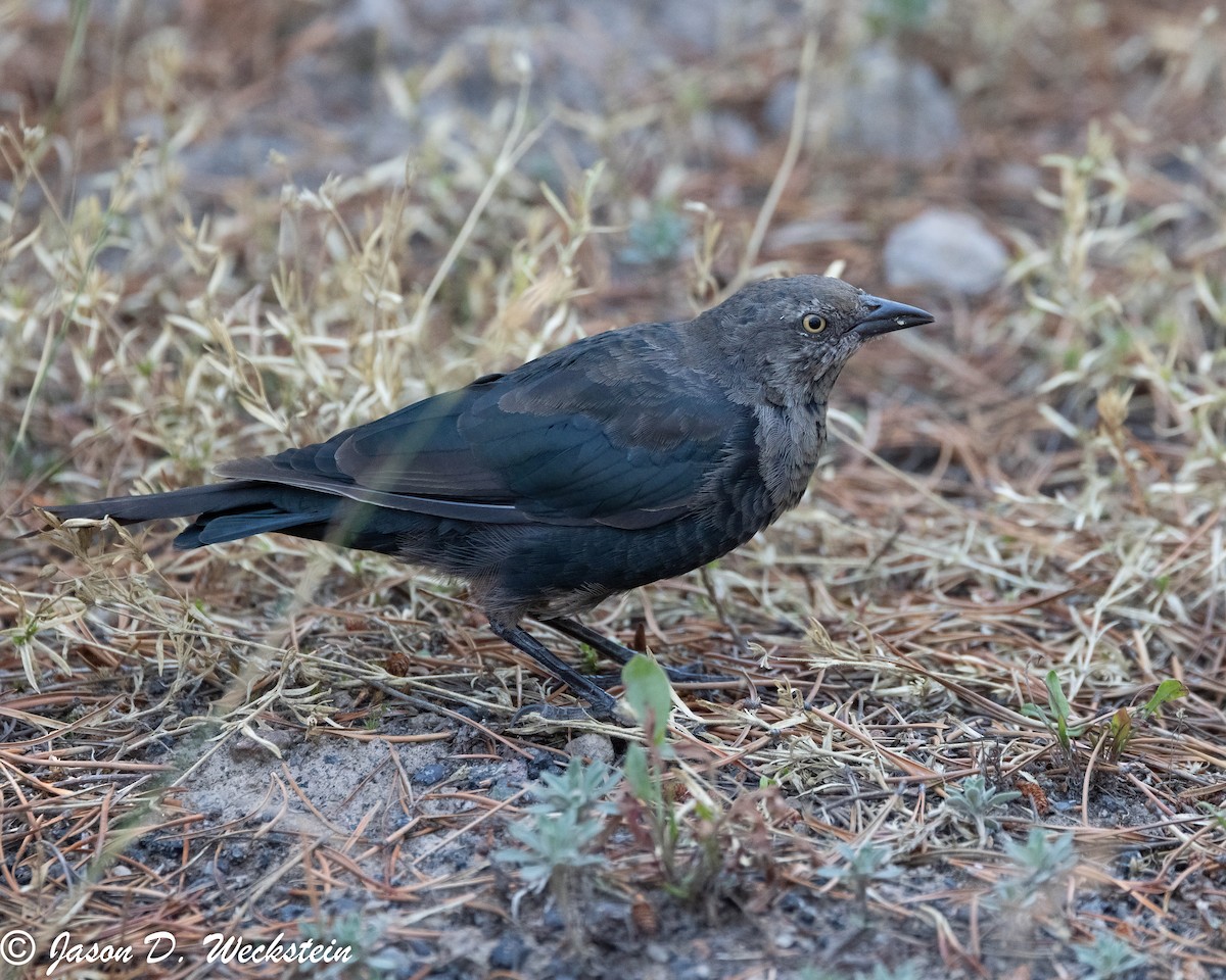 Трупіалець пурпуровий - ML645928626