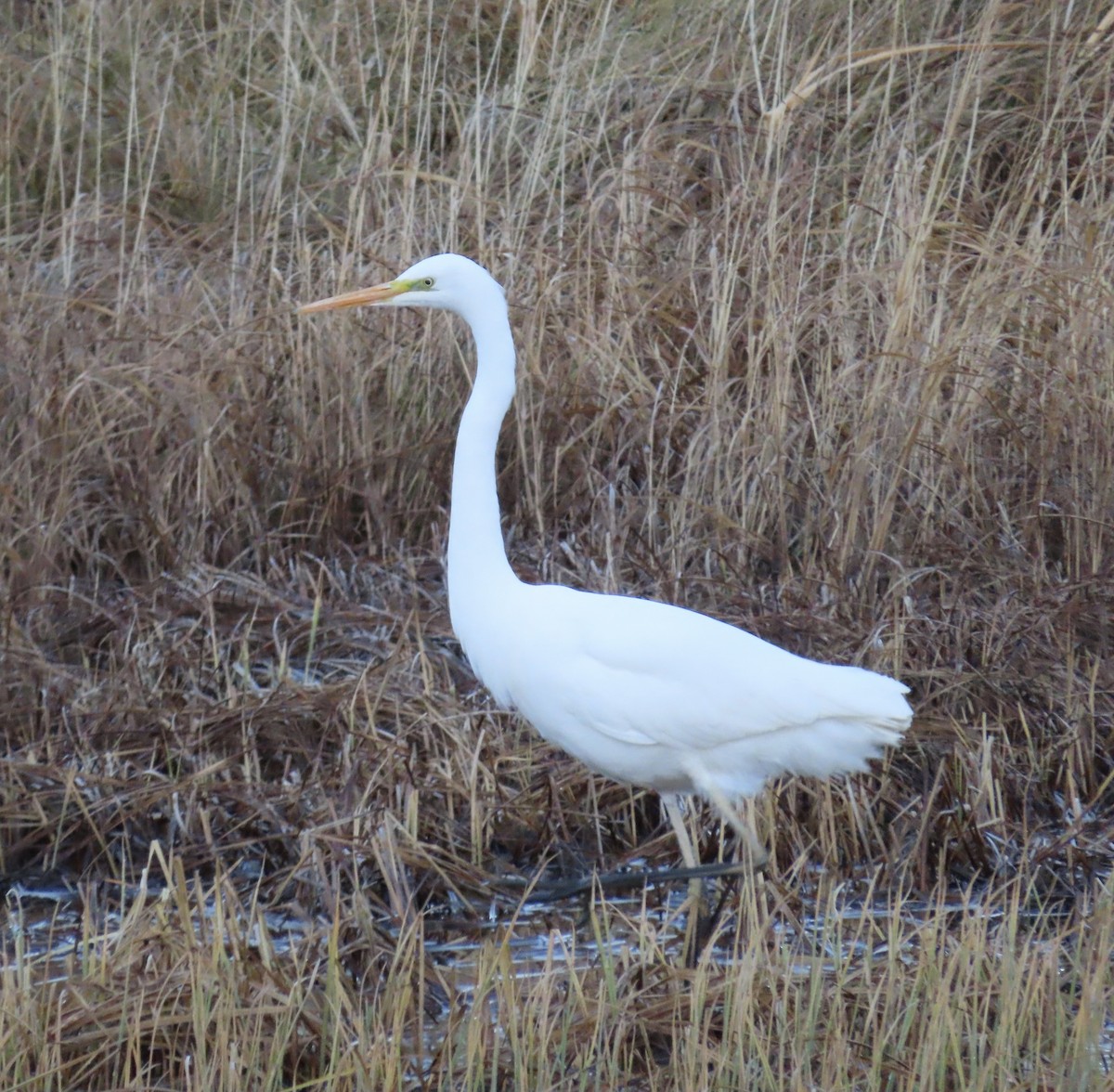 Büyük Ak Balıkçıl - ML645928656