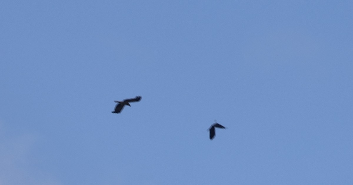 Whistling Kite - ML645928668