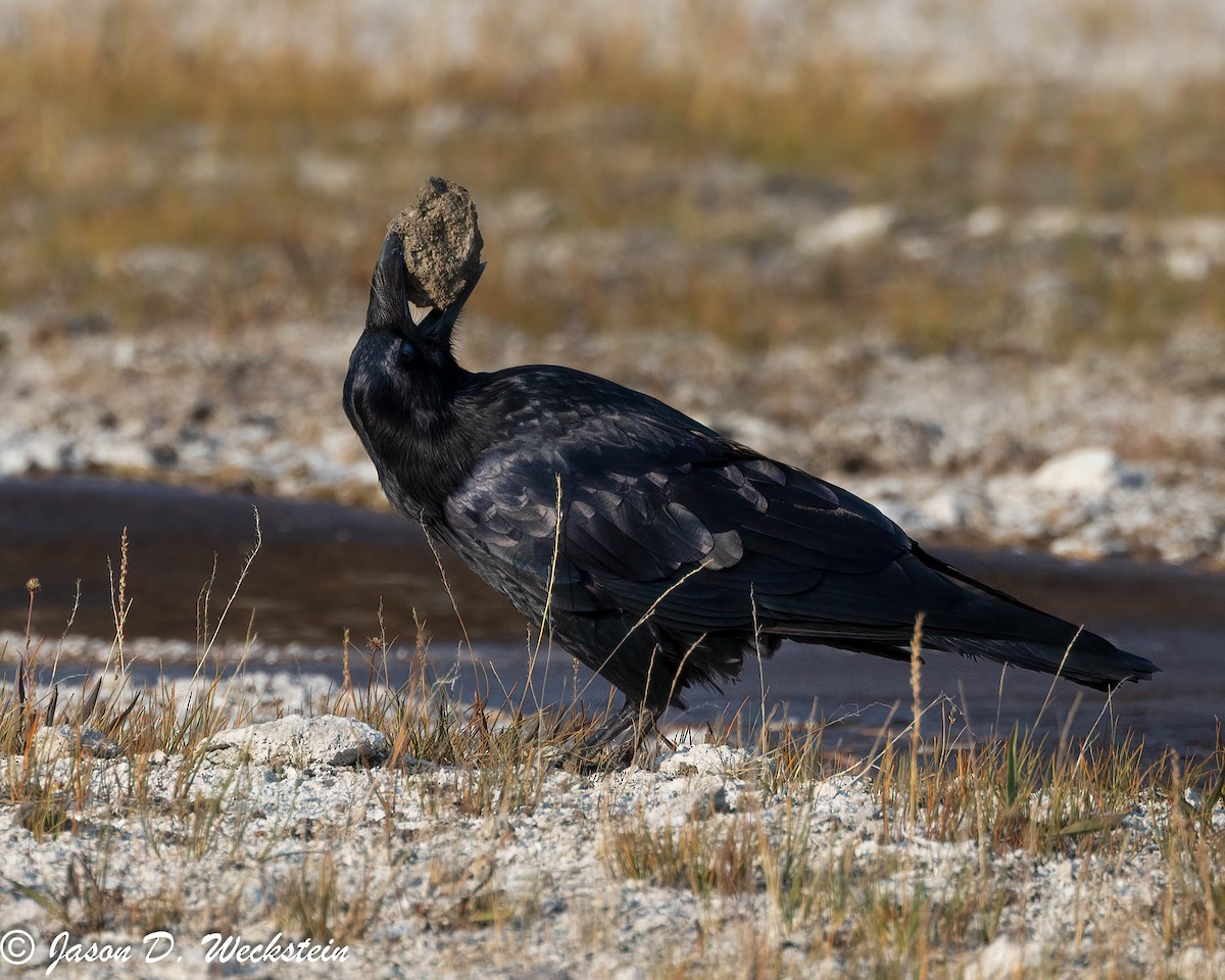 Kolkrabe - ML645928673