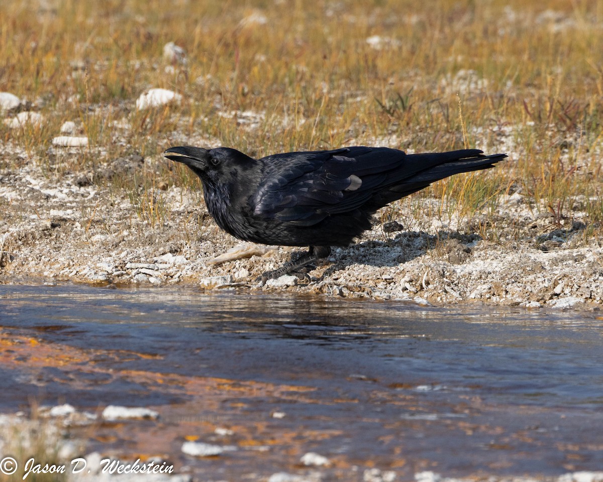 Kolkrabe - ML645928674