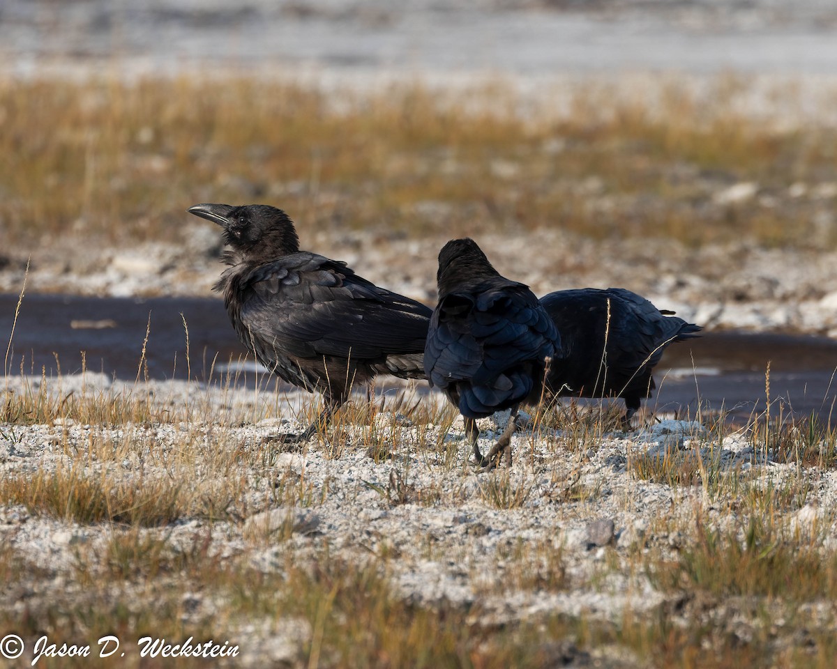 Kolkrabe - ML645928675