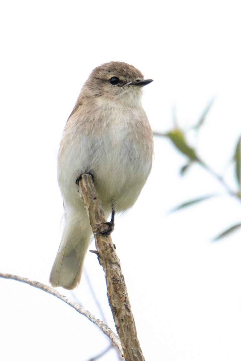 Avustalya Şakıcı Sinekkapanı - ML645928681