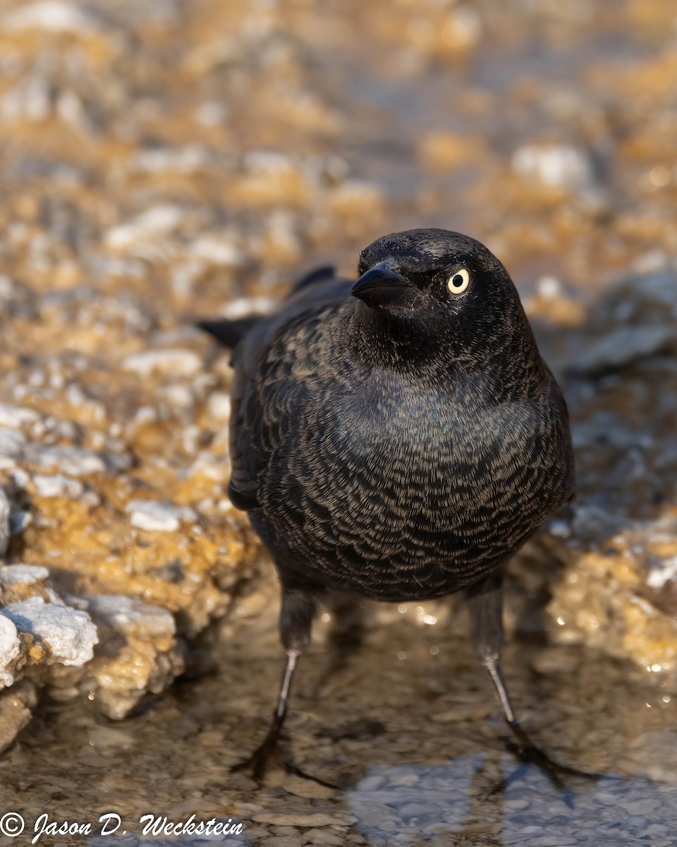 Трупіалець пурпуровий - ML645928685