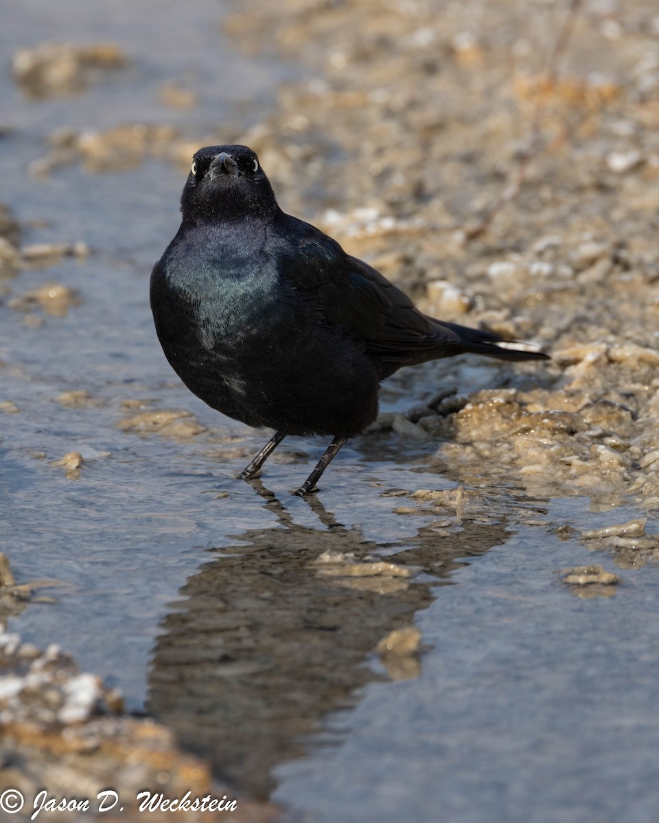 Трупіалець пурпуровий - ML645928686