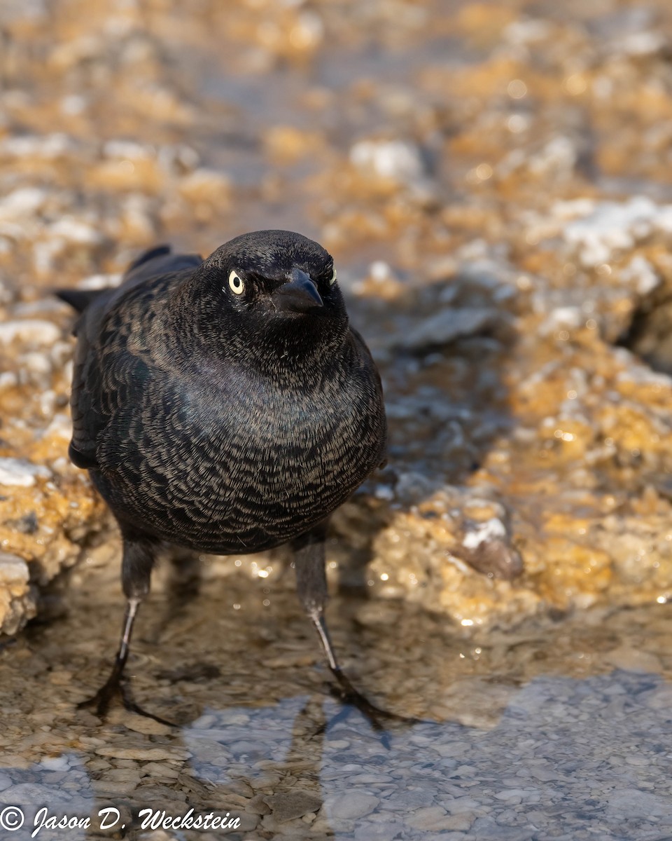 Трупіалець пурпуровий - ML645928688