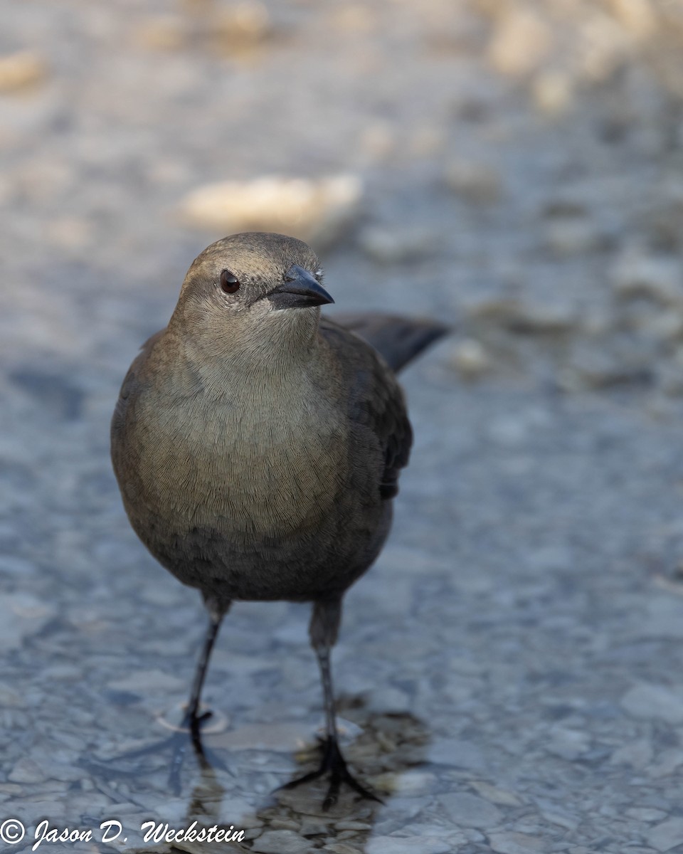 Трупіалець пурпуровий - ML645928689