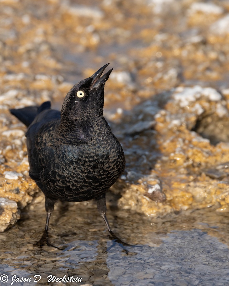 Трупіалець пурпуровий - ML645928691