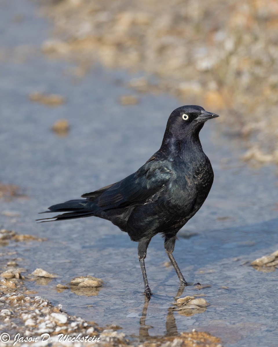 Трупіалець пурпуровий - ML645928692