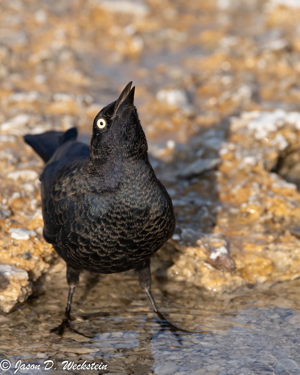 Трупіалець пурпуровий - ML645928693