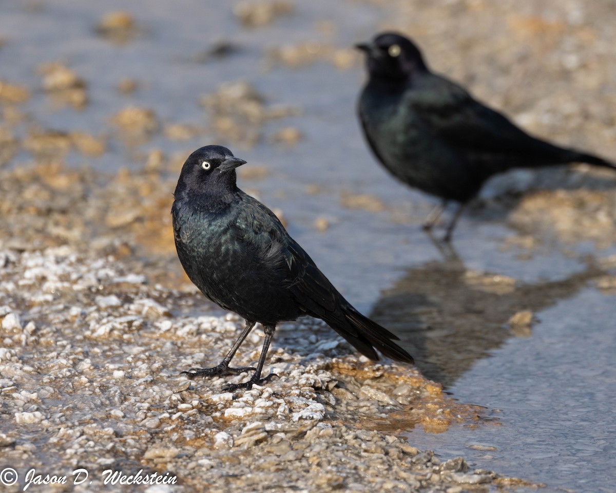 Трупіалець пурпуровий - ML645928694