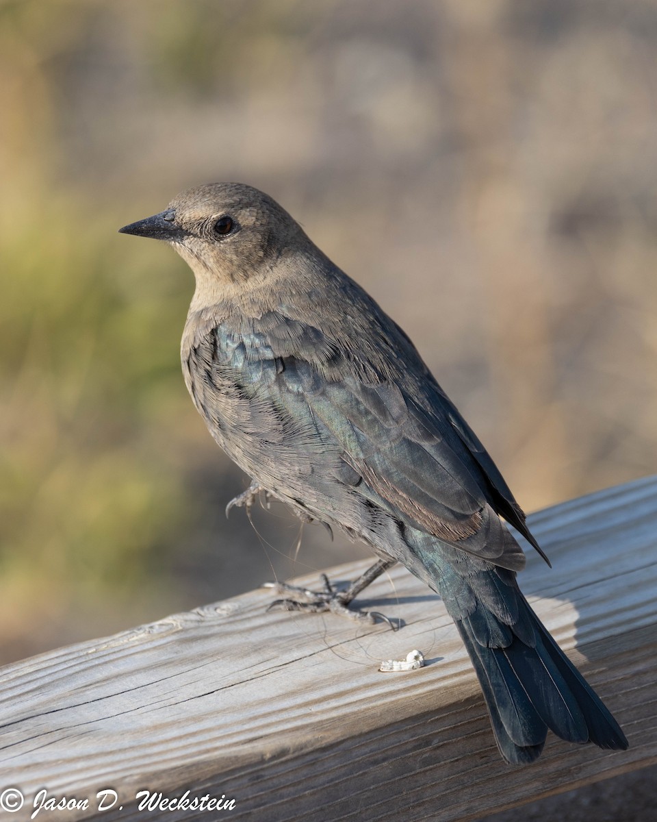 Трупіалець пурпуровий - ML645928695