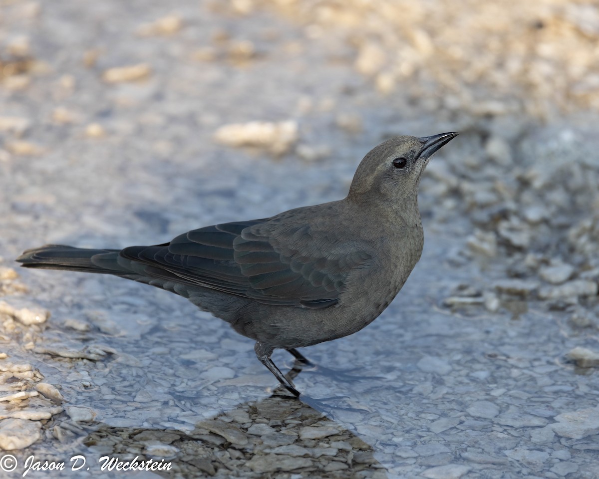 Трупіалець пурпуровий - ML645928696