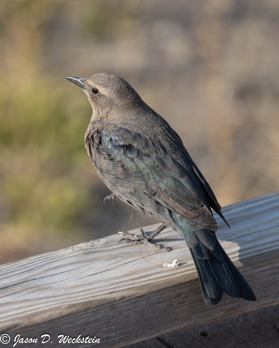 Трупіалець пурпуровий - ML645928697