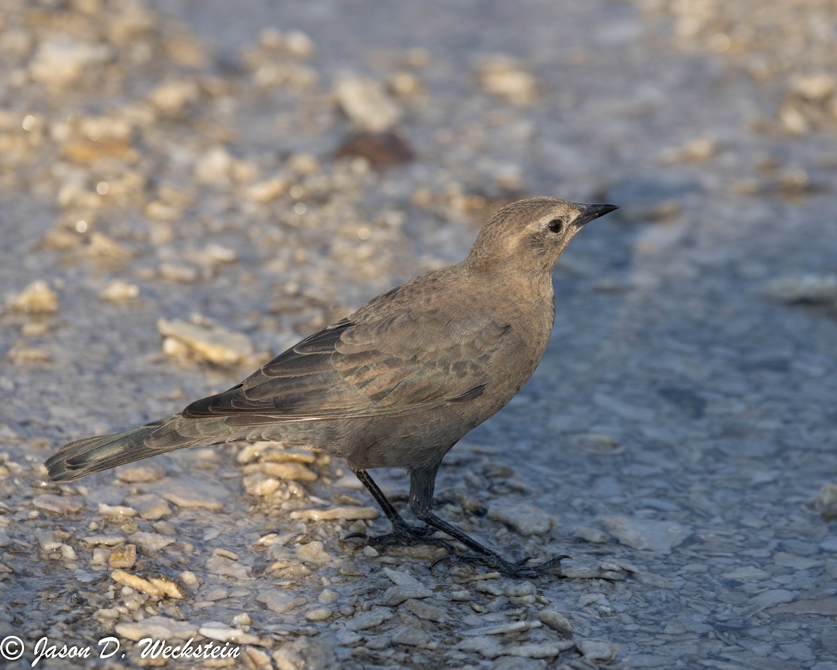 Трупіалець пурпуровий - ML645928698