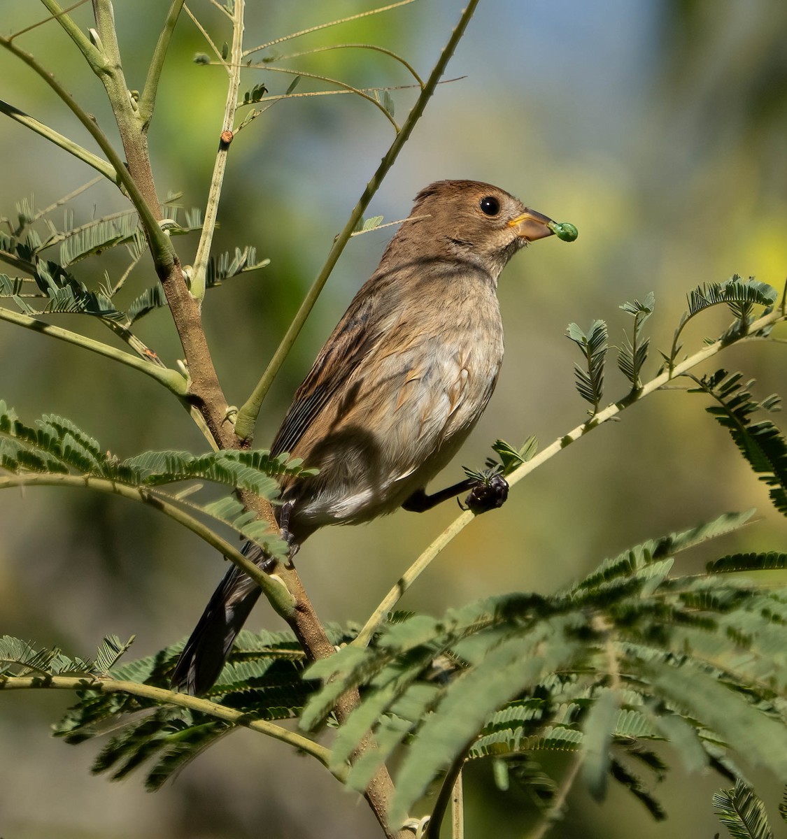 Indigo Bunting - ML645928699