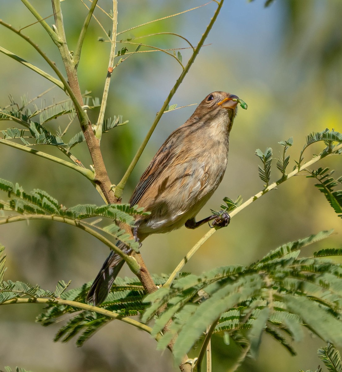 Indigo Bunting - ML645928700