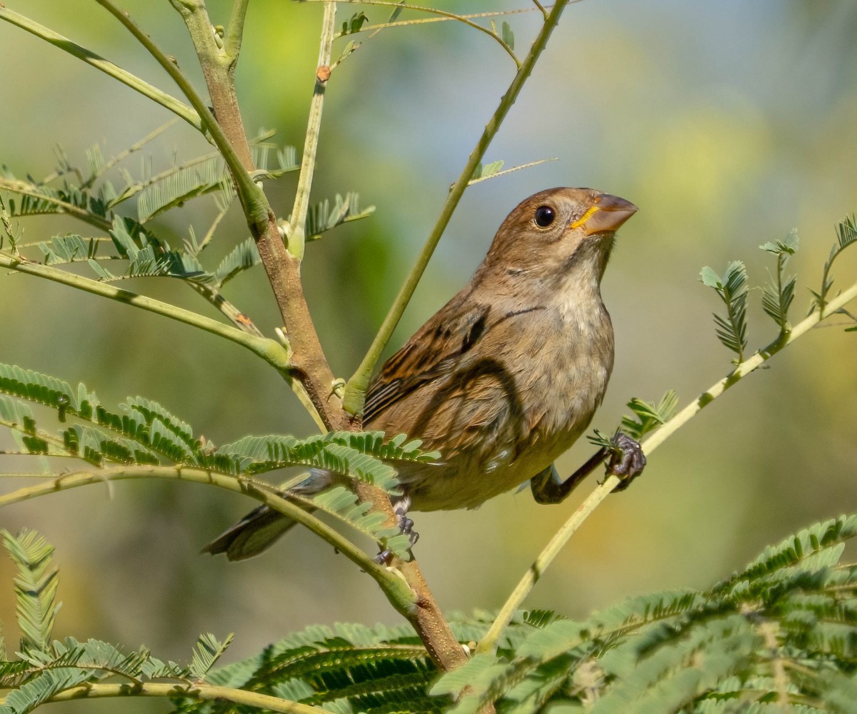 Indigo Bunting - ML645928701
