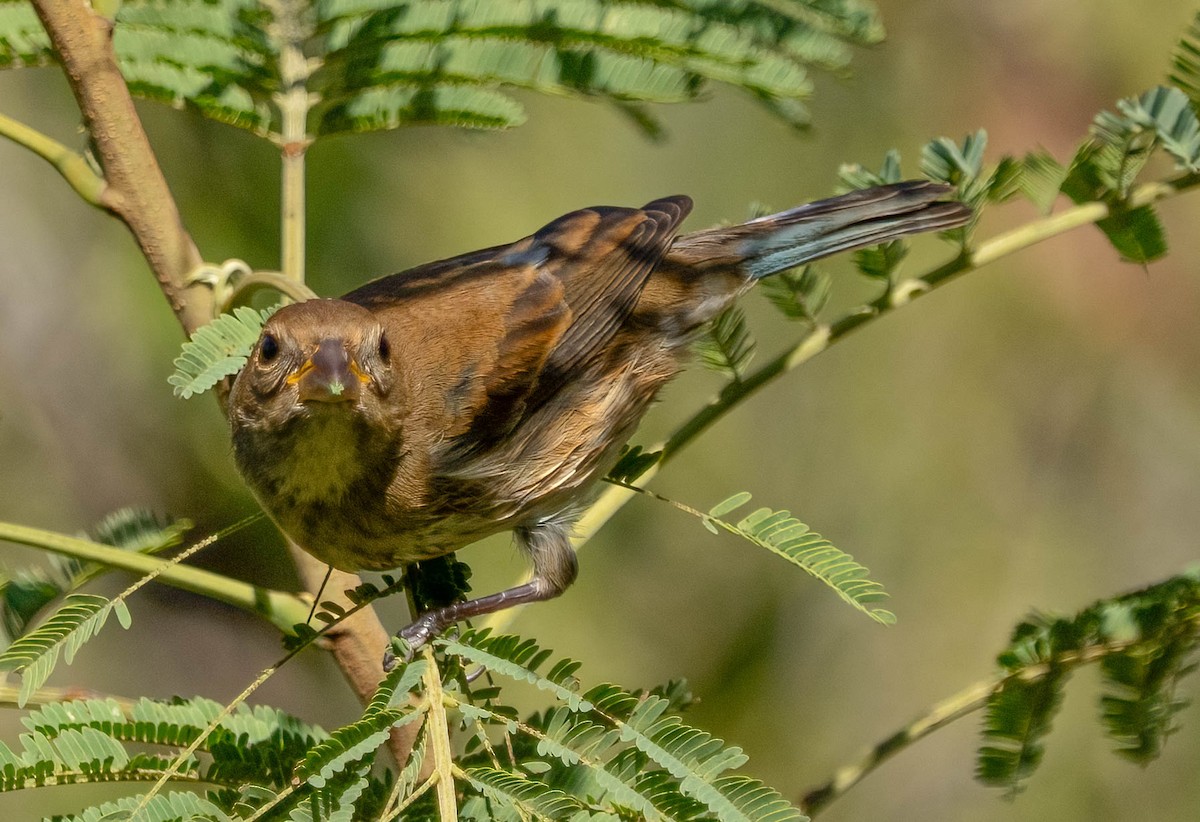 Indigo Bunting - ML645928702