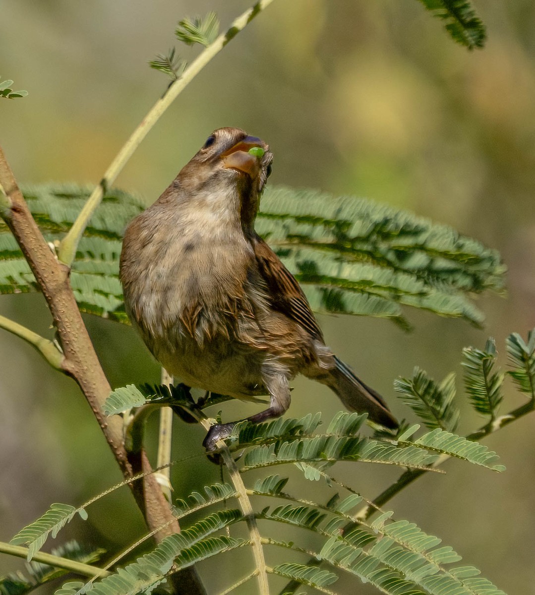 Indigo Bunting - ML645928703