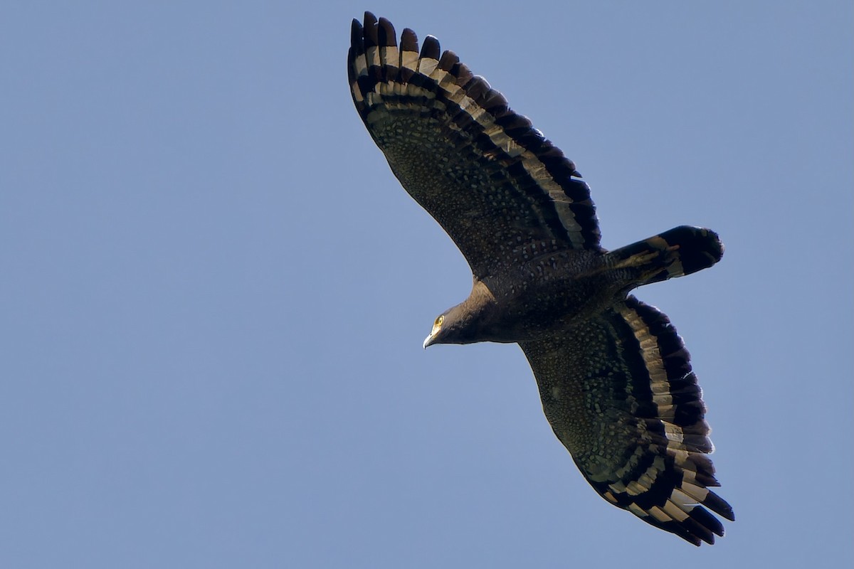 Culebrera Chiíla (grupo cheela) - ML645928715