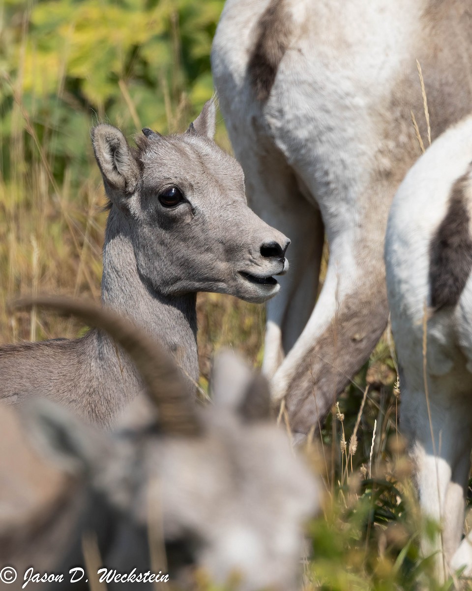 Rocky Mountain Bighorn Sheep - ML645928754