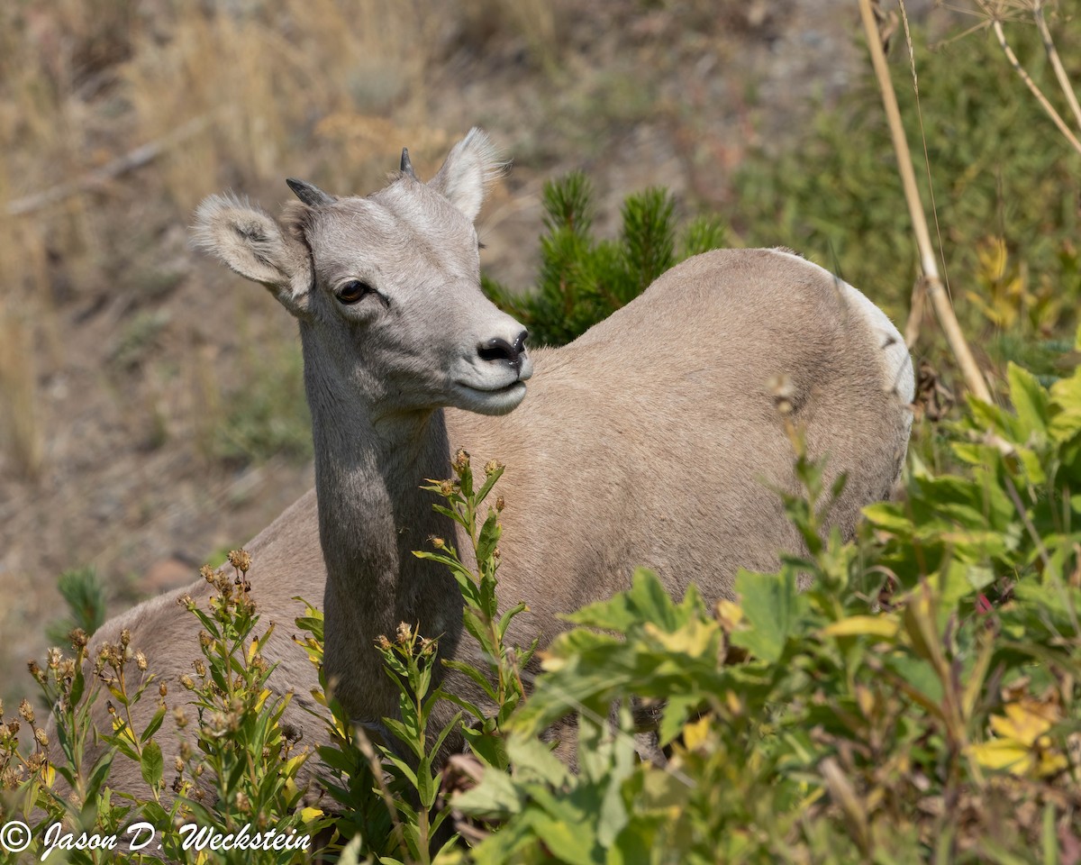 Rocky Mountain Bighorn Sheep - ML645928755