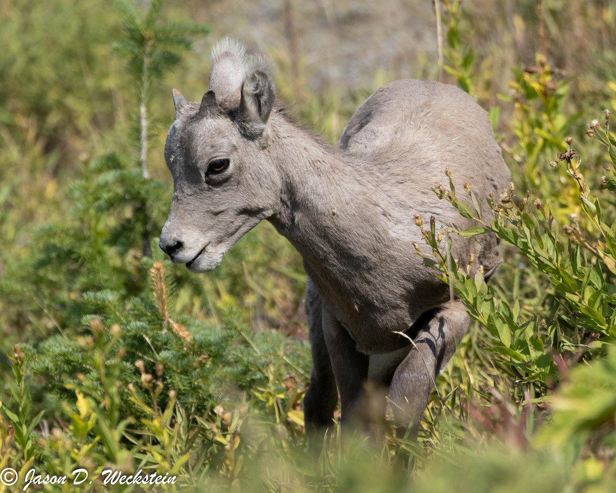 Rocky Mountain Bighorn Sheep - ML645928756