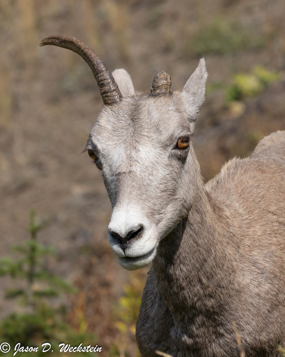 Rocky Mountain Bighorn Sheep - ML645928757