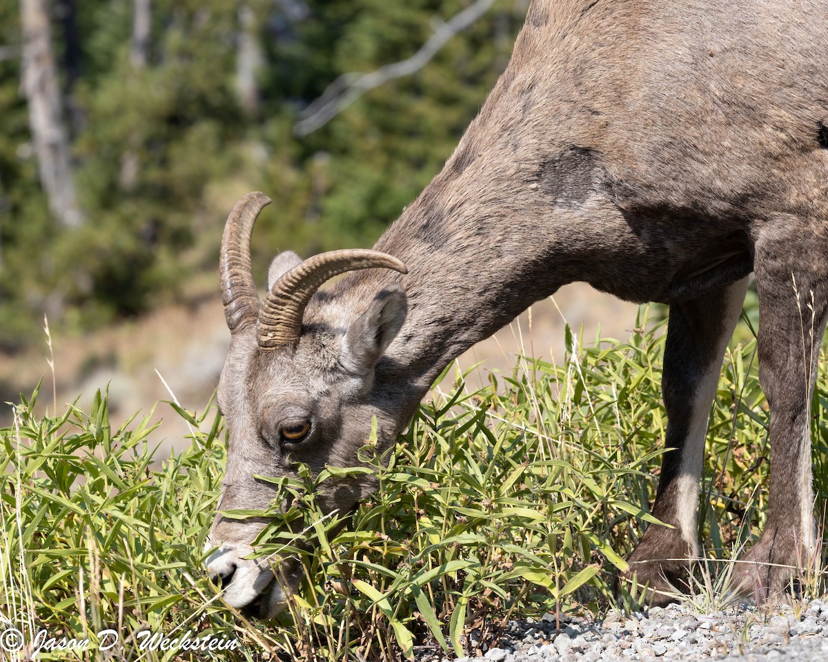 Rocky Mountain Bighorn Sheep - ML645928758