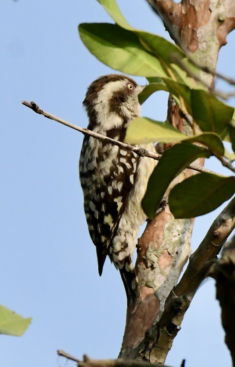 strakapoud hnědohlavý - ML645928760