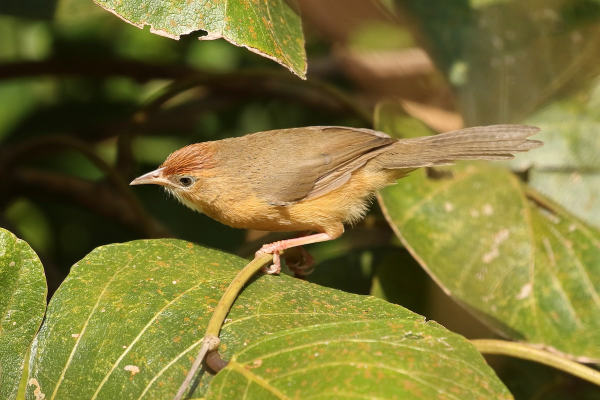 Tawny-bellied Babbler - ML645928775
