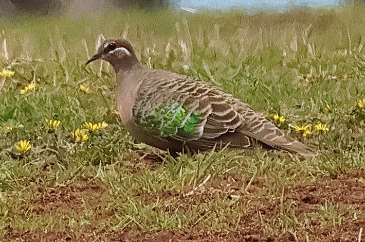 Common Bronzewing - ML645928776