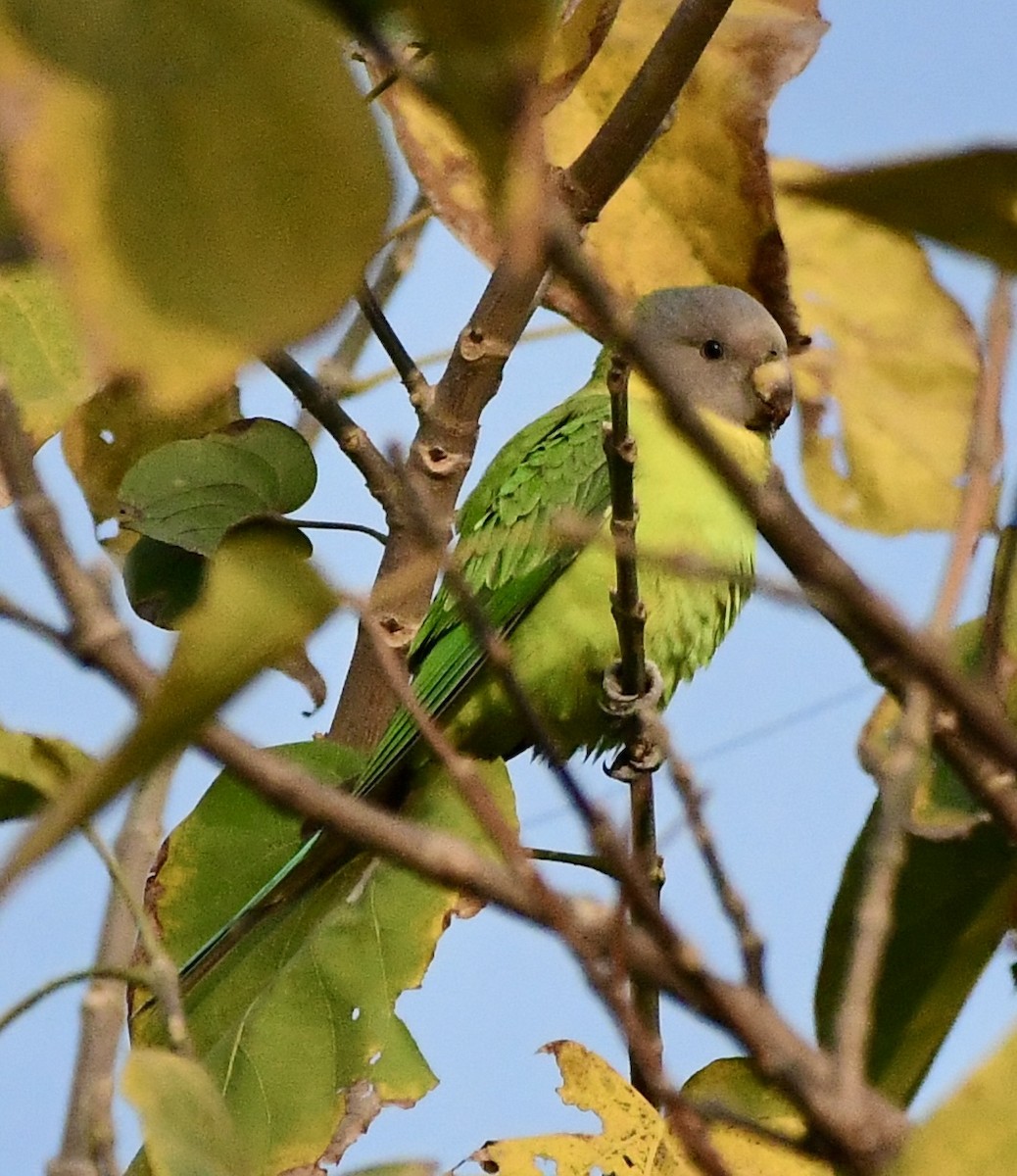 コセイインコ - ML645928779
