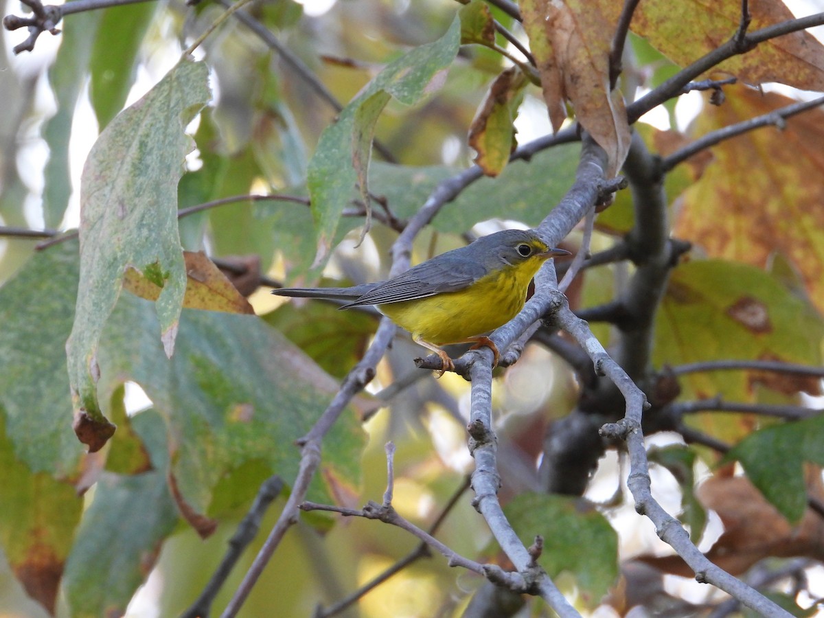 Canada Warbler - ML645928784