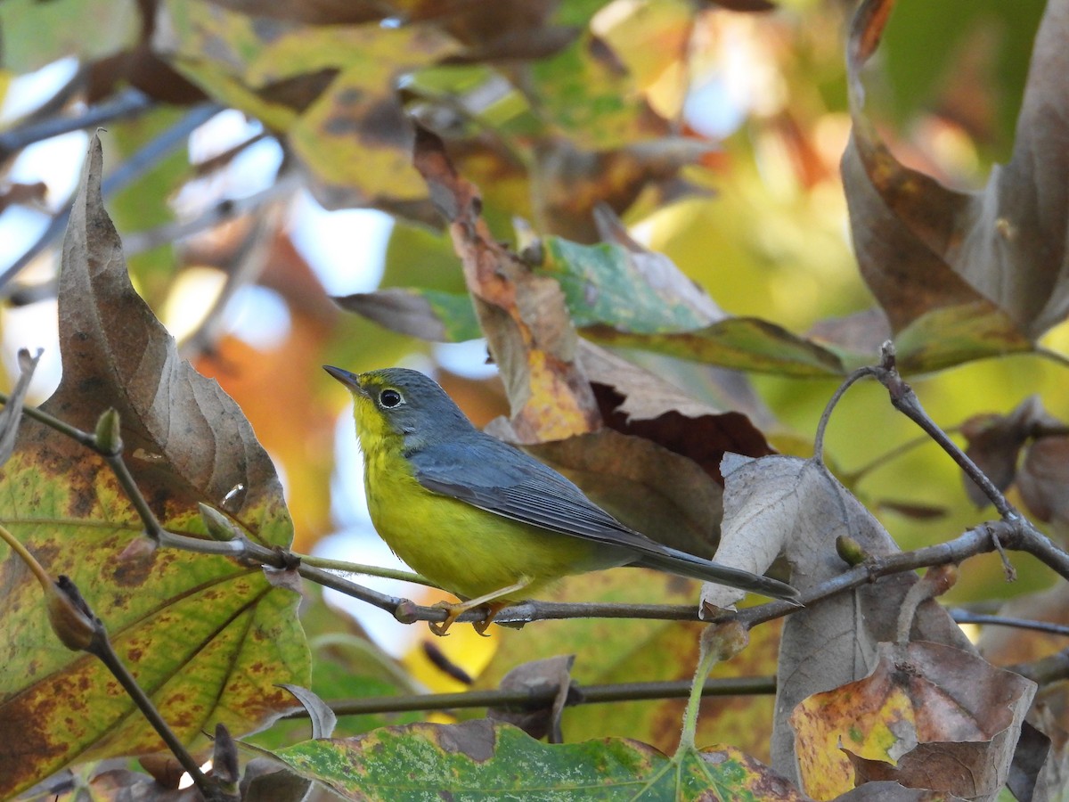 Canada Warbler - ML645928785