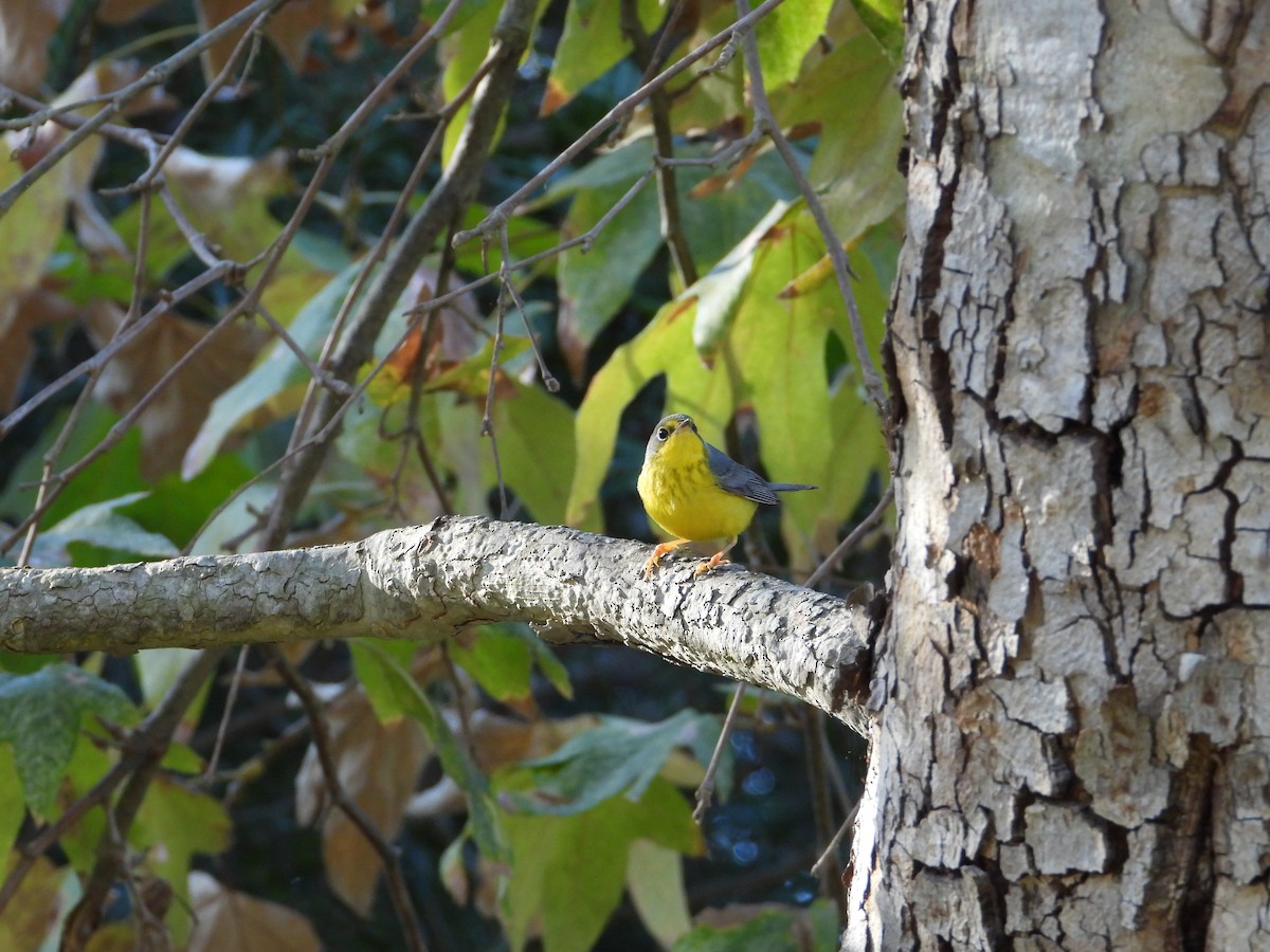 Canada Warbler - ML645928786