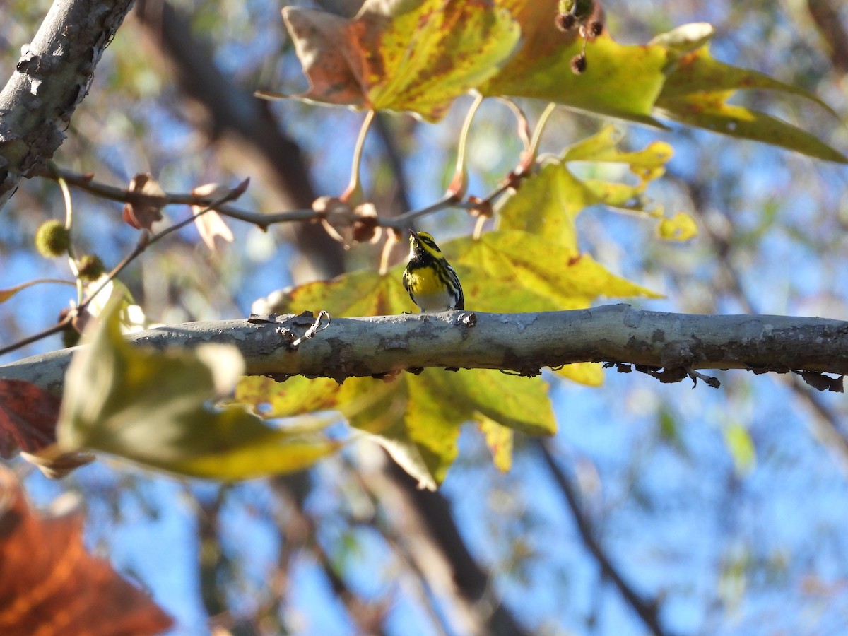 Townsend's Warbler - ML645928792