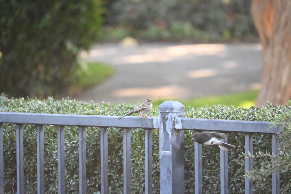 Белобровая овсянка - ML645928808