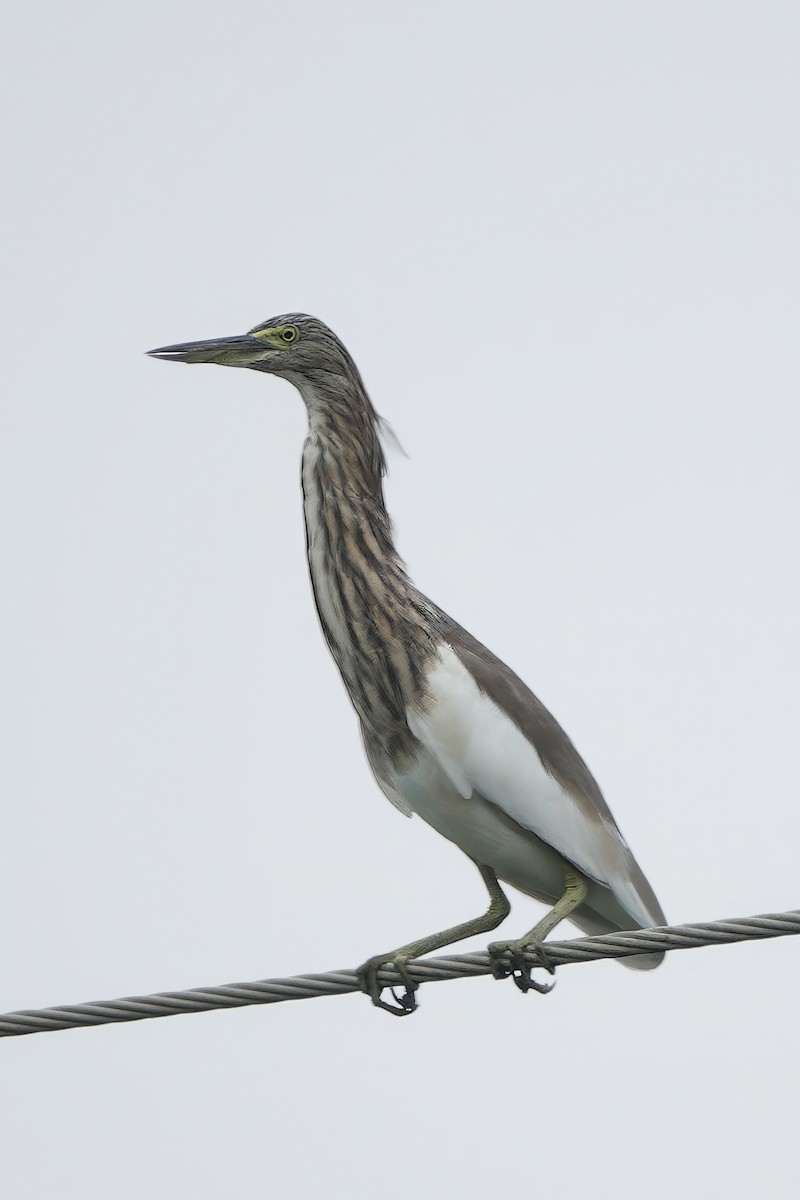 Indian Pond-Heron - ML645928816