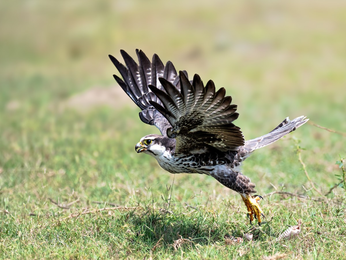 Laggar Falcon - ML645928824